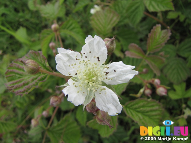 SX06813 Burnet Rose (Rosa pimpinellifolia)